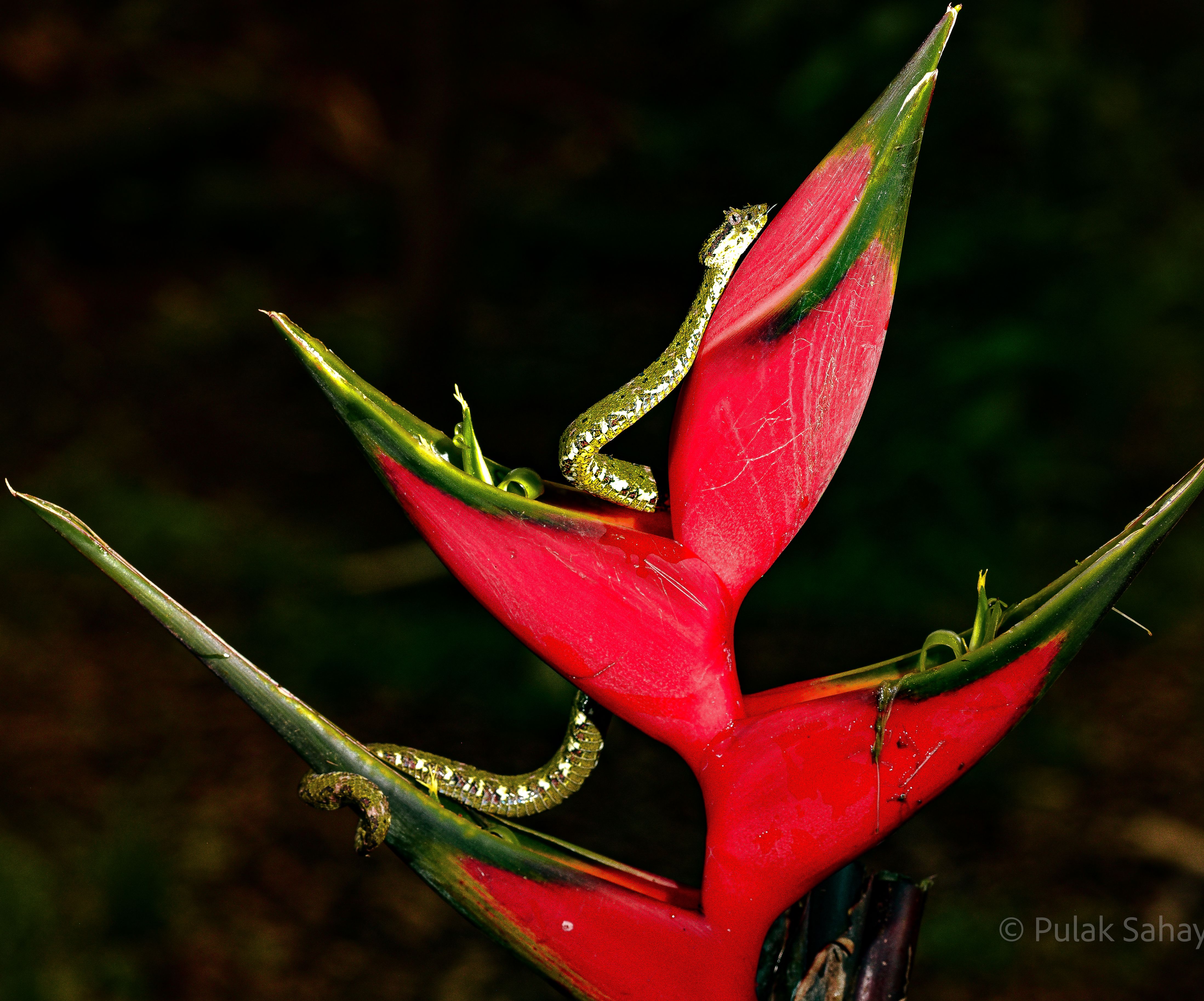 Snake on Flower